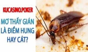 Mơ thấy gián là điềm hung hay cát? Con gián số mấy?