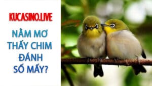 Ngủ mơ thấy chim đánh số mấy