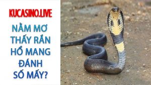 Mơ thấy rắn hổ mang đánh con gì dễ trúng?